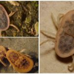 Acariens Argas