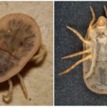 Acariens Argas