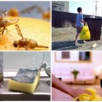 Façons de combattre les mouches dans l'appartement