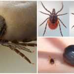 Acarien Borrelia