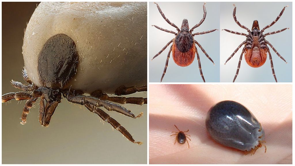 Acarien Borrelia
