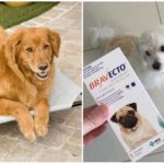 Comprimés de tiques pour chiens Bravekto
