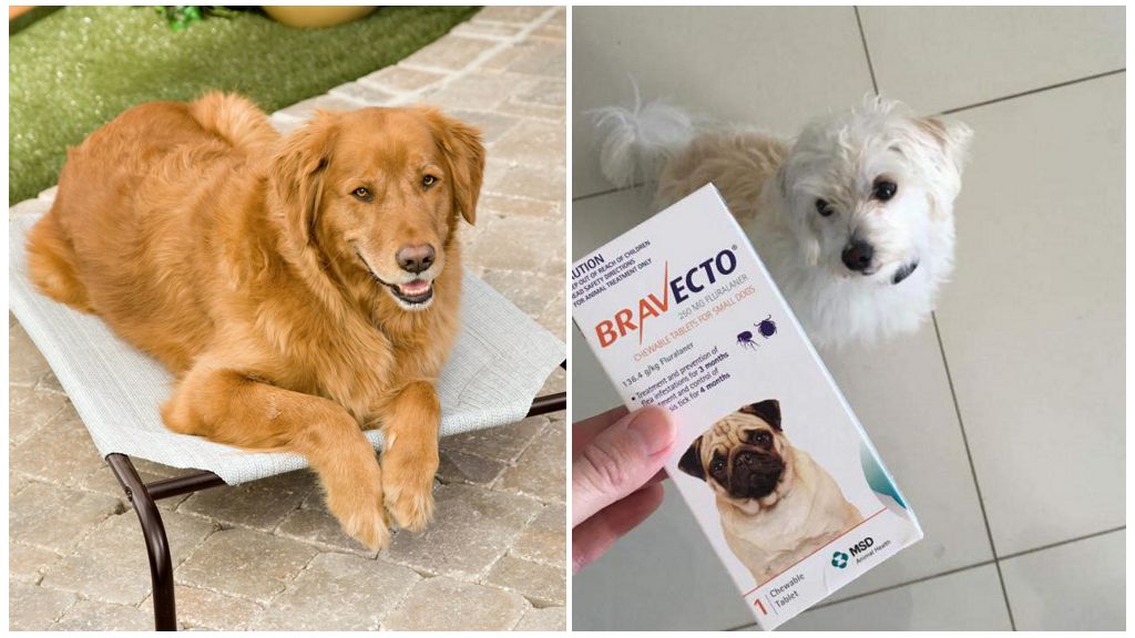 Comprimés de tiques pour chiens Bravekto