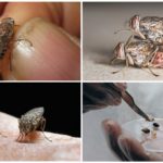 Elevage de mouche tsé-tsé