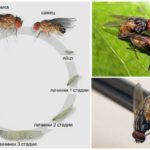 Cycle de vie d'une mouche commune