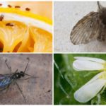 Variétés de petits insectes