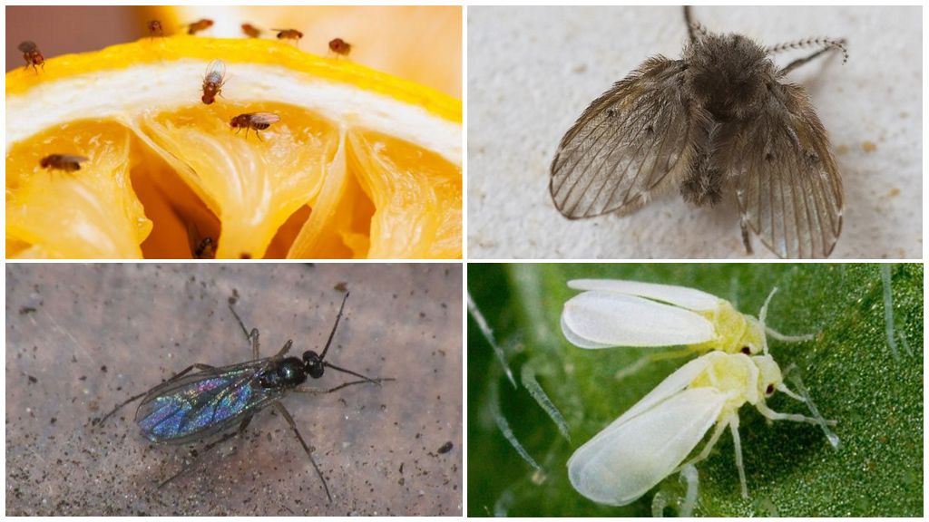 Variétés de petits insectes