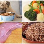 Nourriture pour animaux