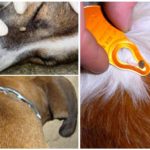 Tique chien