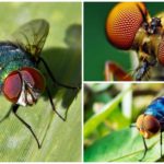 Appareil de vision de mouche
