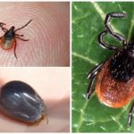 Pinces Ixodiques