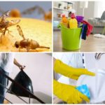 Moyens de lutter contre les mouches Drosophila