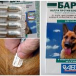 Laisse le léopard des tiques pour les chiens