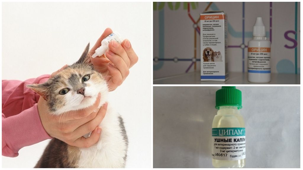 Gouttes pour les chats avec otodektoze