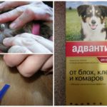 Gouttes pour chiens de tiques