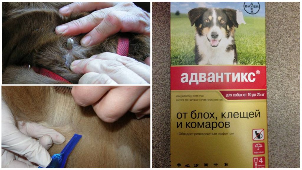 Gouttes pour chiens de tiques
