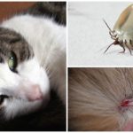 Tique au chat