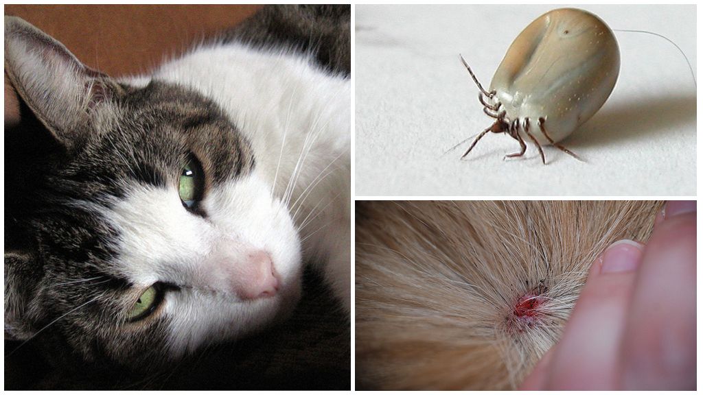 Tique au chat