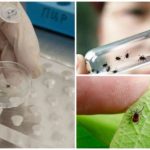 Recherche sur les acariens en laboratoire