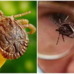 Analyse de l'encéphalite et d'autres maladies
