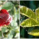 Plantes Spiderweed