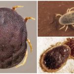 Acariens Argas