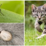 Mite chat ou chat
