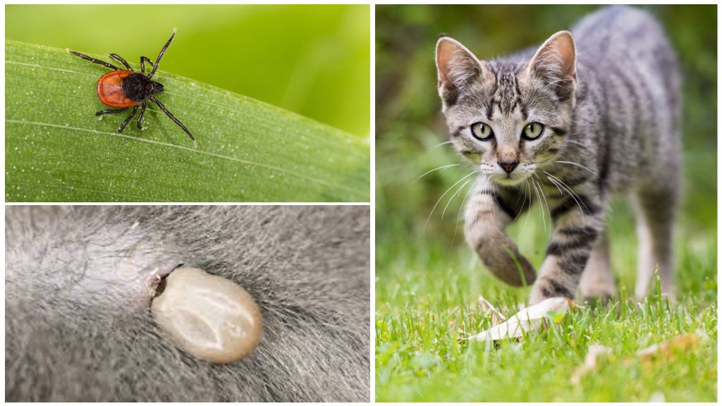 Mite chat ou chat