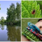 Les tiques dans la région de Moscou