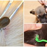 Enlever la tique du chien