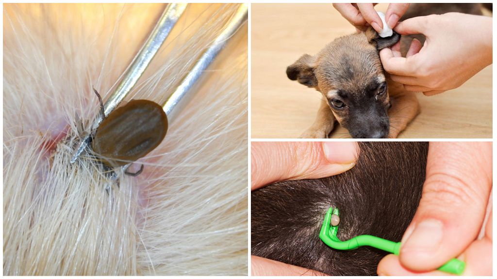Enlever la tique du chien