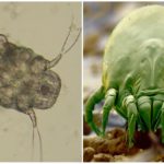 Sarcoptiforme et acarien saprophyte