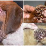 Tiques chez les chiens