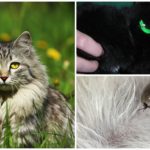 Tique au chat