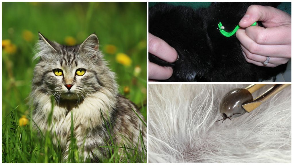 Tique au chat