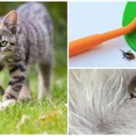Tique au chat