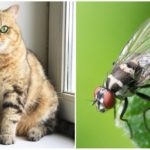 Chat et mouche