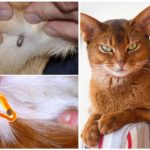 Tique au chat
