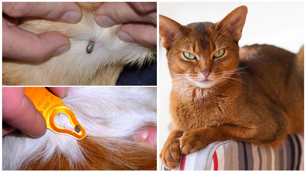 Tique au chat