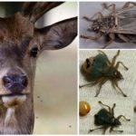 Élevage d'acariens de wapiti