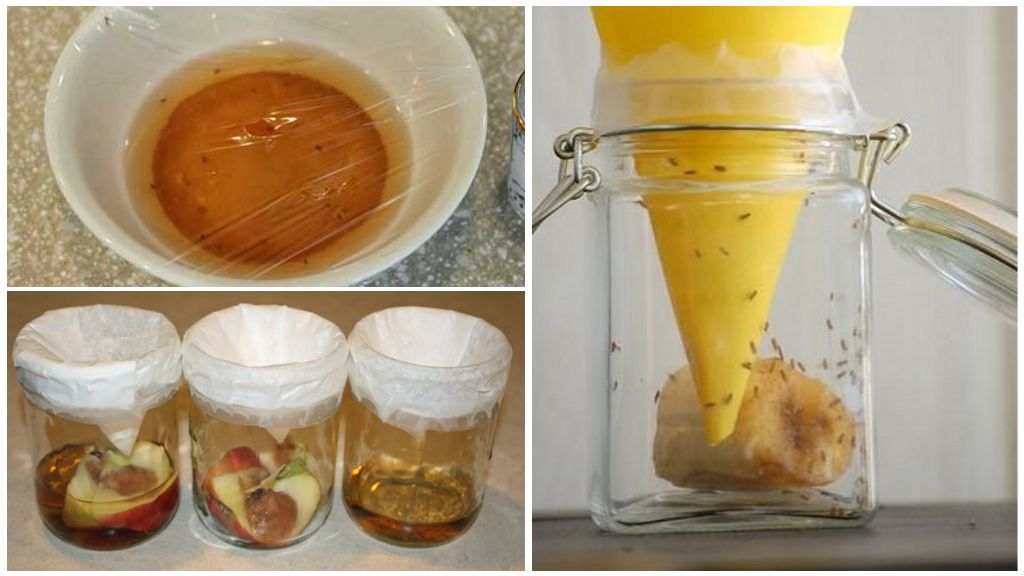 Pièges à drosophiles