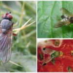 Mouche framboise
