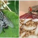 Mouche de la viande