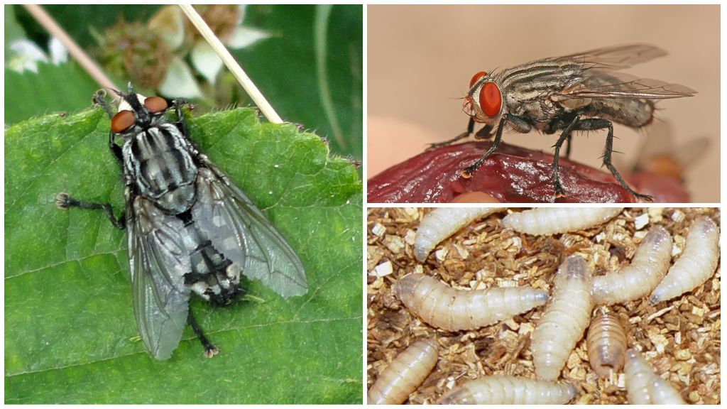 Mouche de la viande