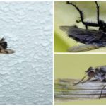 Une mouche au plafond