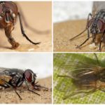 Mouche ordinaire