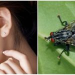 Une mouche dans l'oreille