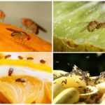 Mouches drosophile