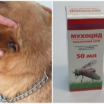 Fly fly pour chiens