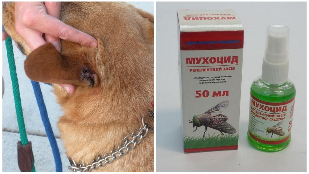 Fly fly pour chiens